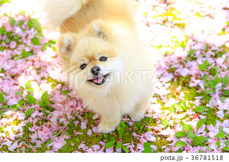 えへへ♪ 36781518