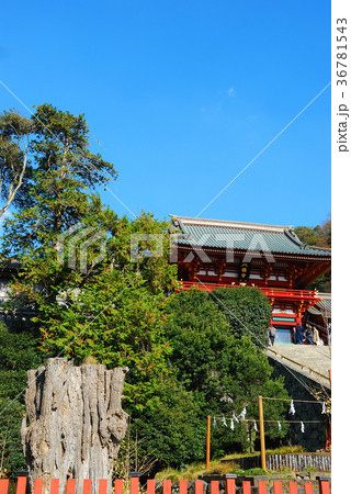 鶴ヶ岡八幡宮 神奈川県鎌倉市の風景 鶴ヶ岡八幡宮 神奈川県鎌倉市の風景 36781543