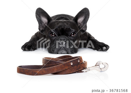 dog with leash dog with leash 36781568