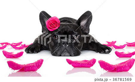 valentines love sick dog 36781569