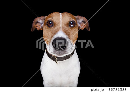 dog isolated on black 36781583