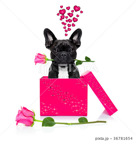 valentines love sick dog valentines love sick dog 36781654