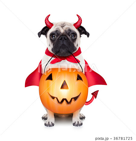 trick or treat dog 36781725