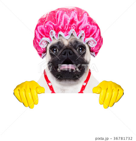 dog doing household chores dog doing household chores 36781732