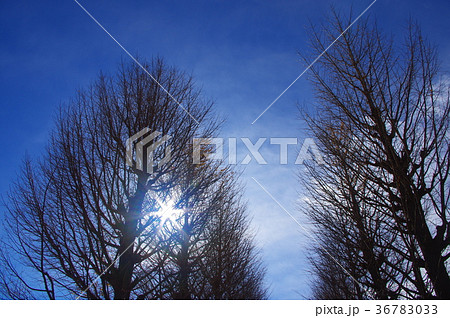 冬の青空と樹々 冬の青空と樹々 36783033