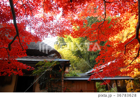 京都直指庵の紅葉 36783628