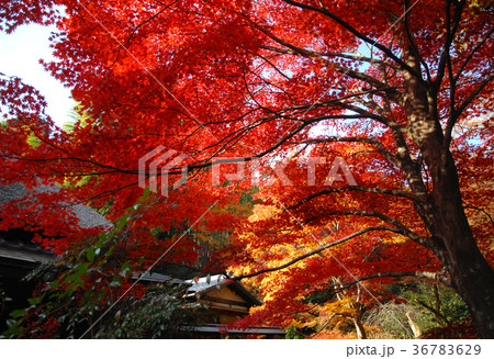 京都直指庵の紅葉 京都直指庵の紅葉 36783629