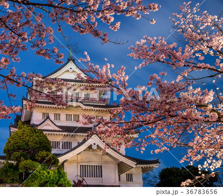 千葉城 夜桜 （千葉県千葉市中央区） 36783656