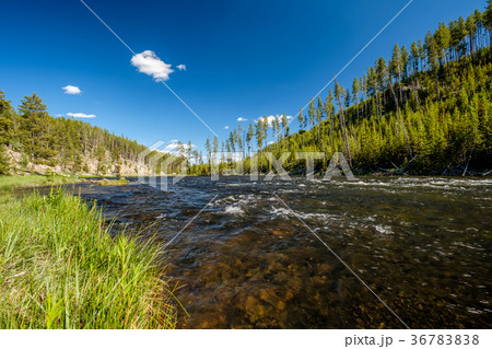 Madison River, Yellowstone National Park, Wyoming Madison River, Yellowstone National Park, Wyoming 36783838