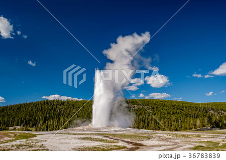Old Faithful geyser in Yellowstone National Park 36783839
