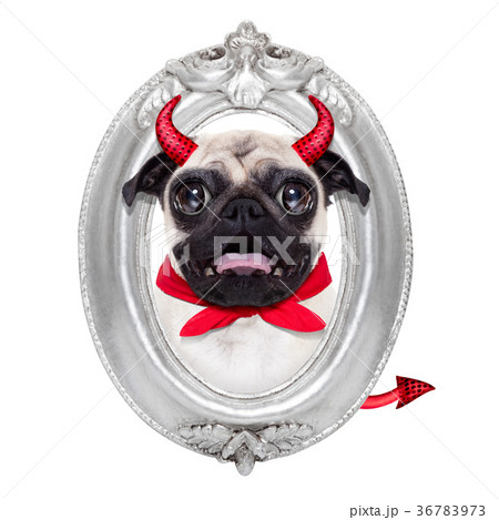 halloween devil dog 36783973
