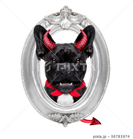 halloween dog  frame 36783974