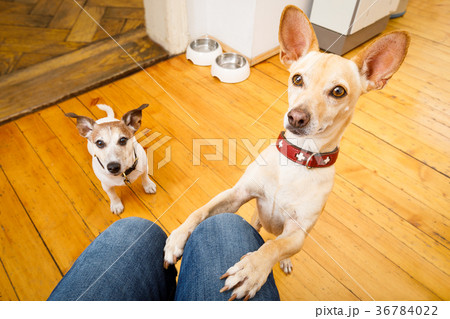 hungry dogs with food bowl hungry dogs with food bowl 36784022