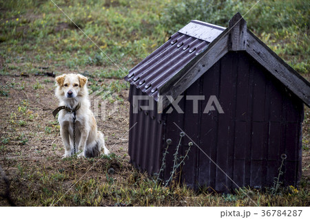 guard dog guard dog 36784287