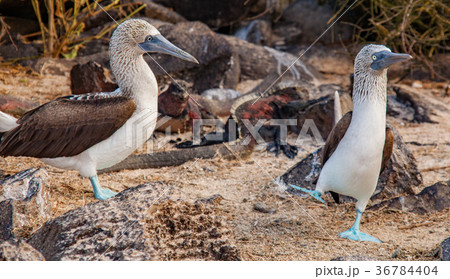 male blue footed booby dances 36784404