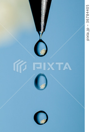 Water World White Rose Water World White Rose 36784405