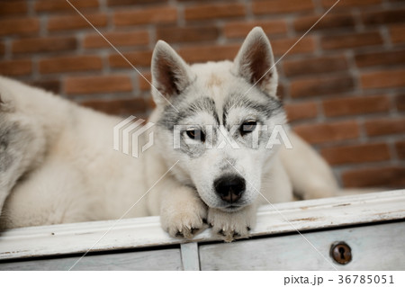 two Siberian husky puppies at home sit and play two Siberian husky puppies at home sit and play 36785051