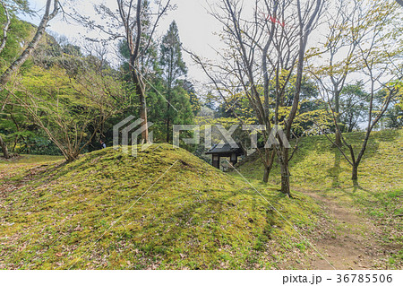 春の佐倉城跡の出丸跡の風景 36785506