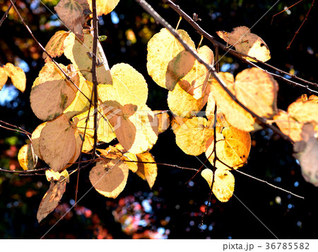 カツラの紅葉 カツラの紅葉 36785582