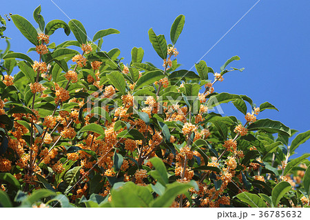 キンモクセイ 36785632