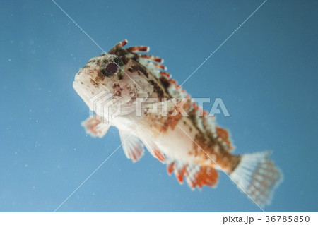 ハオコゼ ハオコゼ 36785850