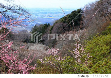 春の茨城県筑波山梅林 春の茨城県筑波山梅林 36785978