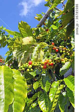 アオキの緑と赤の実 36785986