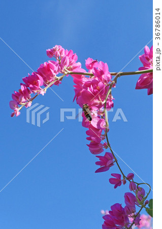 青空とピンクのアサヒカズラの花 36786014