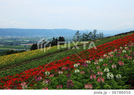 中富良野クレオメとサルビアの花畑 中富良野クレオメとサルビアの花畑 36786050