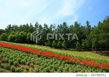 中富良野クレオメとサルビアの花畑 中富良野クレオメとサルビアの花畑 36786052