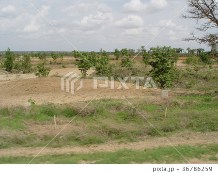原野･大地（マンダレー-バガン間／ミャンマー） 36786259