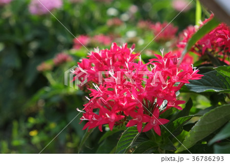 植物の赤い花その１ 36786293