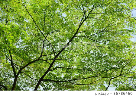 新緑の青もみじ1 新緑の青もみじ1 36786460