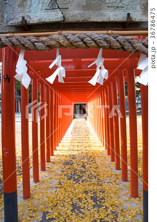 箭弓稲荷神社　埼玉県東松山市 36786475