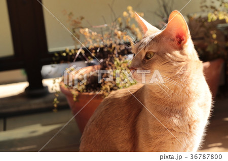 ソマリ ソマリ 36787800