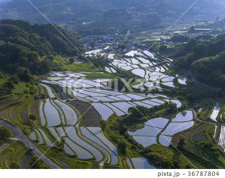 奈良県明日香村稲渕の棚田（ドローン撮影） 36787804