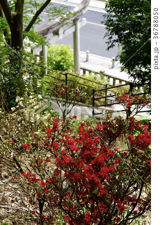 春の織姫神社 春の織姫神社 36788050