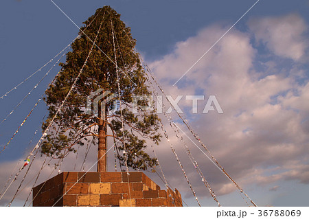 世界一のクリスマスツリー 36788069