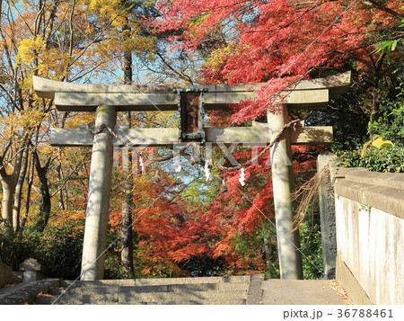 紅葉・伊居太神社 36788461