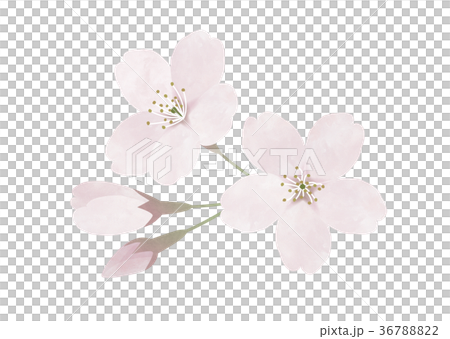 桜 ソメイヨシノのイラスト素材 3678