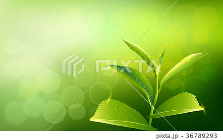 leaves green tea season background. 36789293