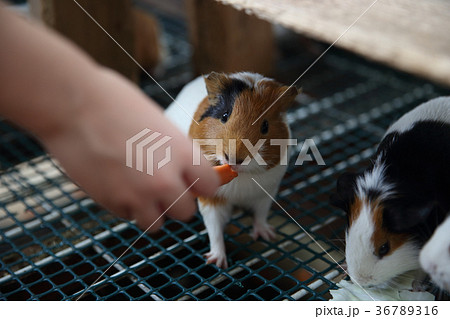 テンジクネズミ 36789316