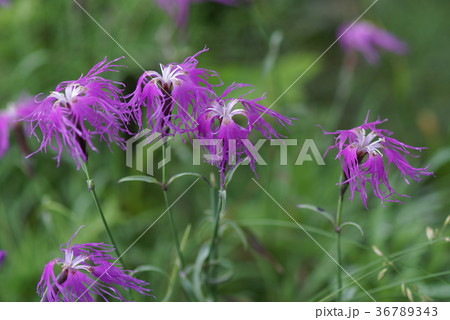 タカネナデシコ 36789343