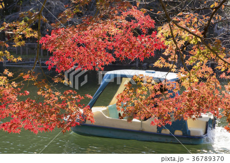 秋の井の頭公園 秋の井の頭公園 36789370