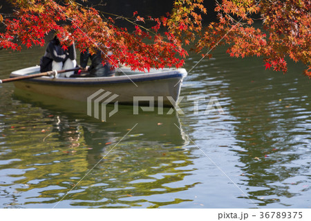 秋の井の頭公園 36789375