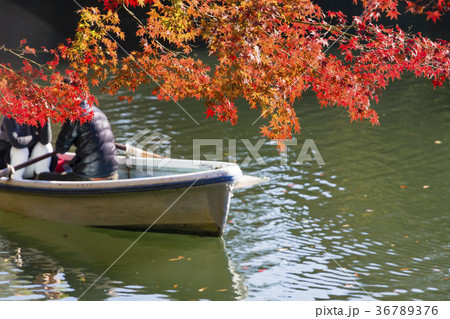 秋の井の頭公園 36789376