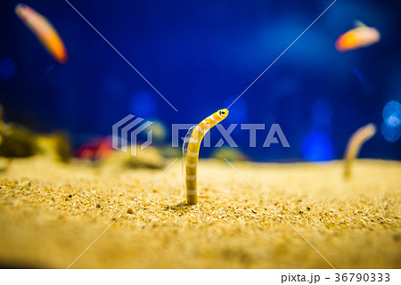 チンアナゴ 36790333