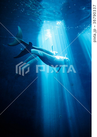 スナメリ 水族館 36790337