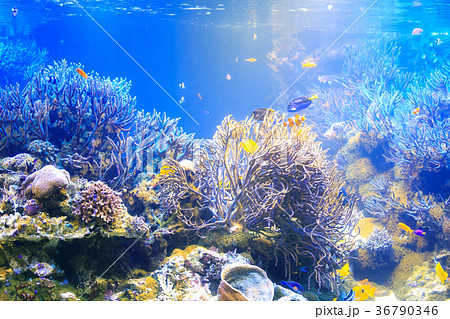 水族館の水槽の写真素材