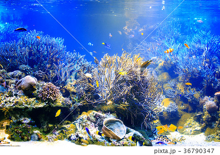 水族館の水槽の写真素材